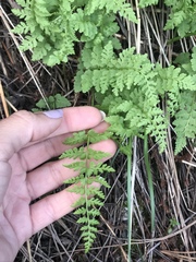 Woodsia obtusa
