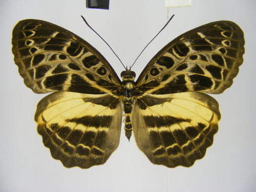 Common Pathfinder