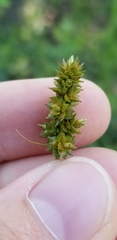 Carex muehlenbergii