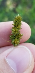 Carex muehlenbergii