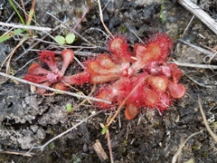 Drosera venusta