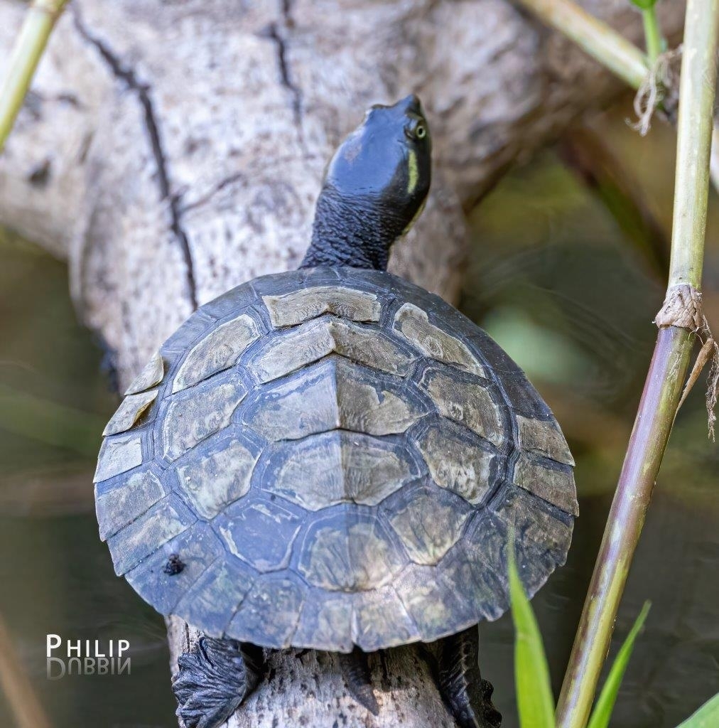 Eastern Short-necked Turtle from Smithfield QLD 4878, Australia on June ...