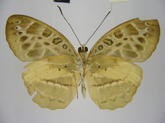 Catuna crithea