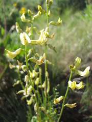 Astragalus eremiticus
