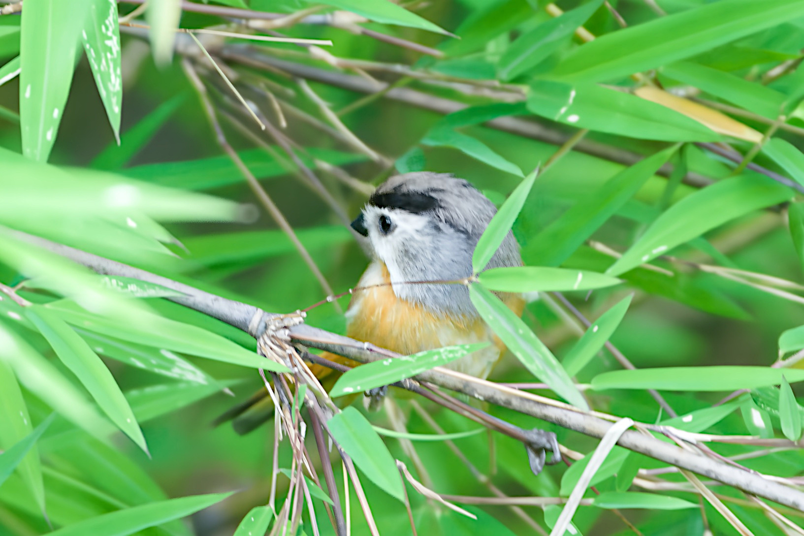 Black-throated Parrotbill