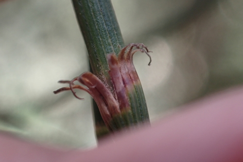 Casuarina glauca observed 2024-06-09
