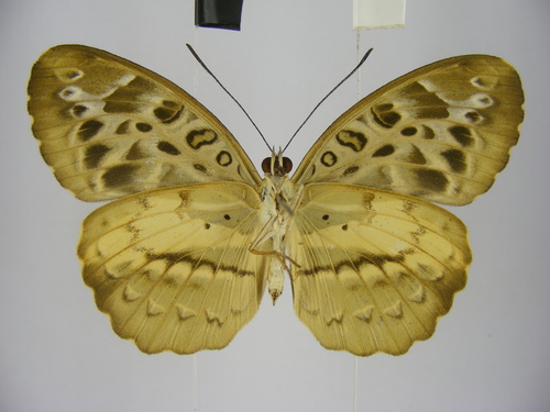 Common Pathfinder