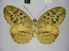 Catuna crithea