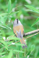 Black-Throated Parrotbill photo 4