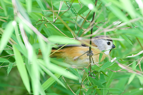 Black-throated Parrotbill (Suthora nipalensis), photo 5