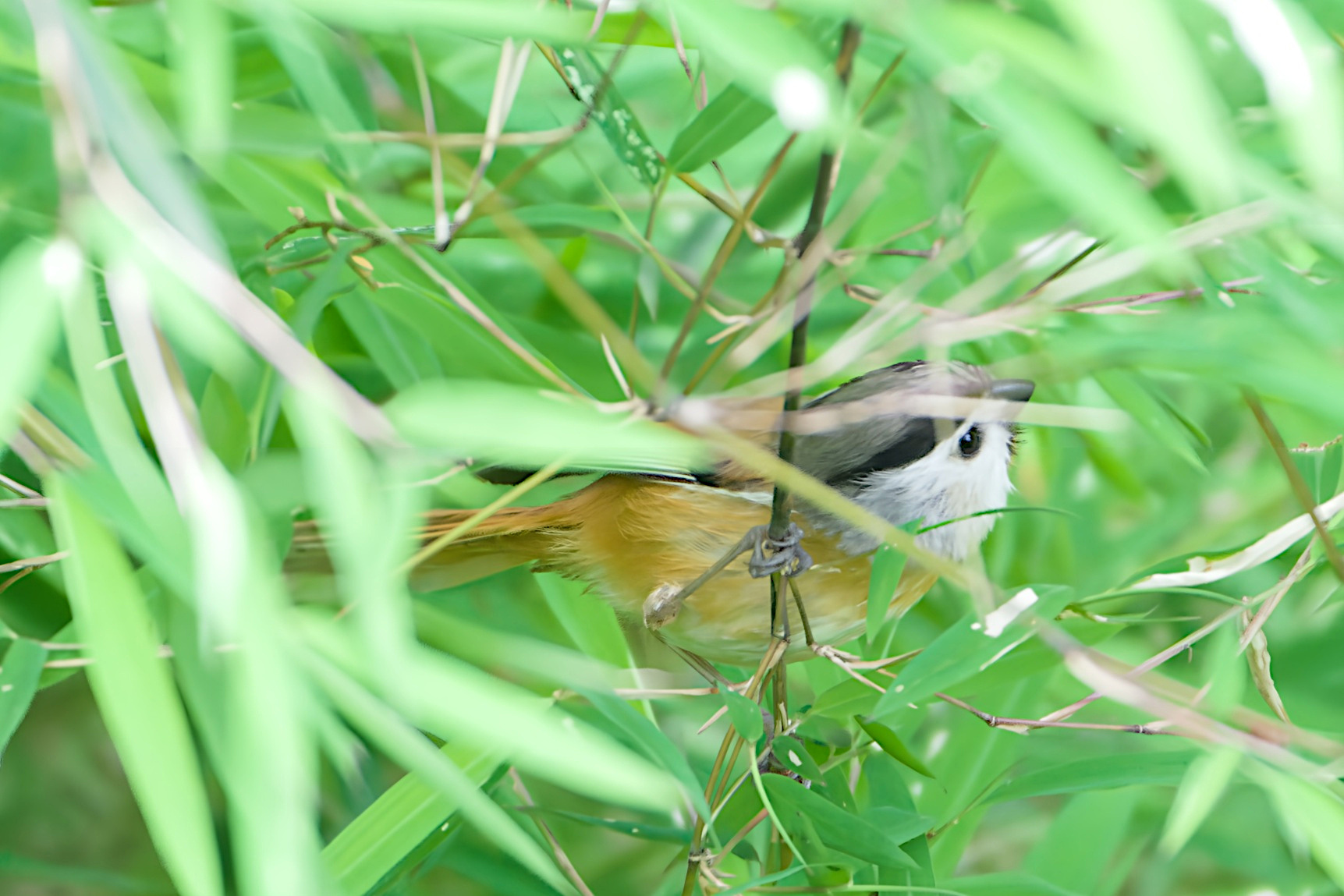 Black-throated Parrotbill
