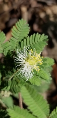 Desmanthus velutinus