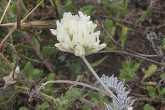 Astragalus miguelensis