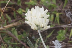 Astragalus miguelensis