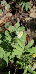 Desmanthus velutinus
