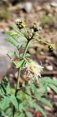 Desmanthus velutinus