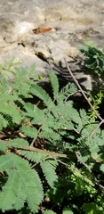 Desmanthus velutinus