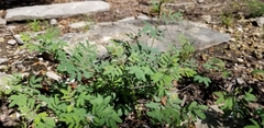 Desmanthus velutinus