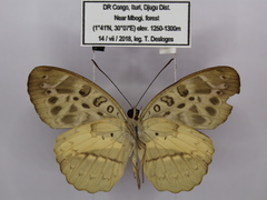 Catuna crithea