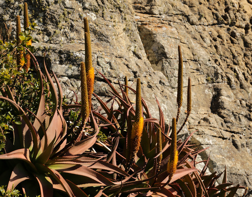 Image of Bottle-brush aloe by (c) Wynand Uys, some rights reserved (CC BY)