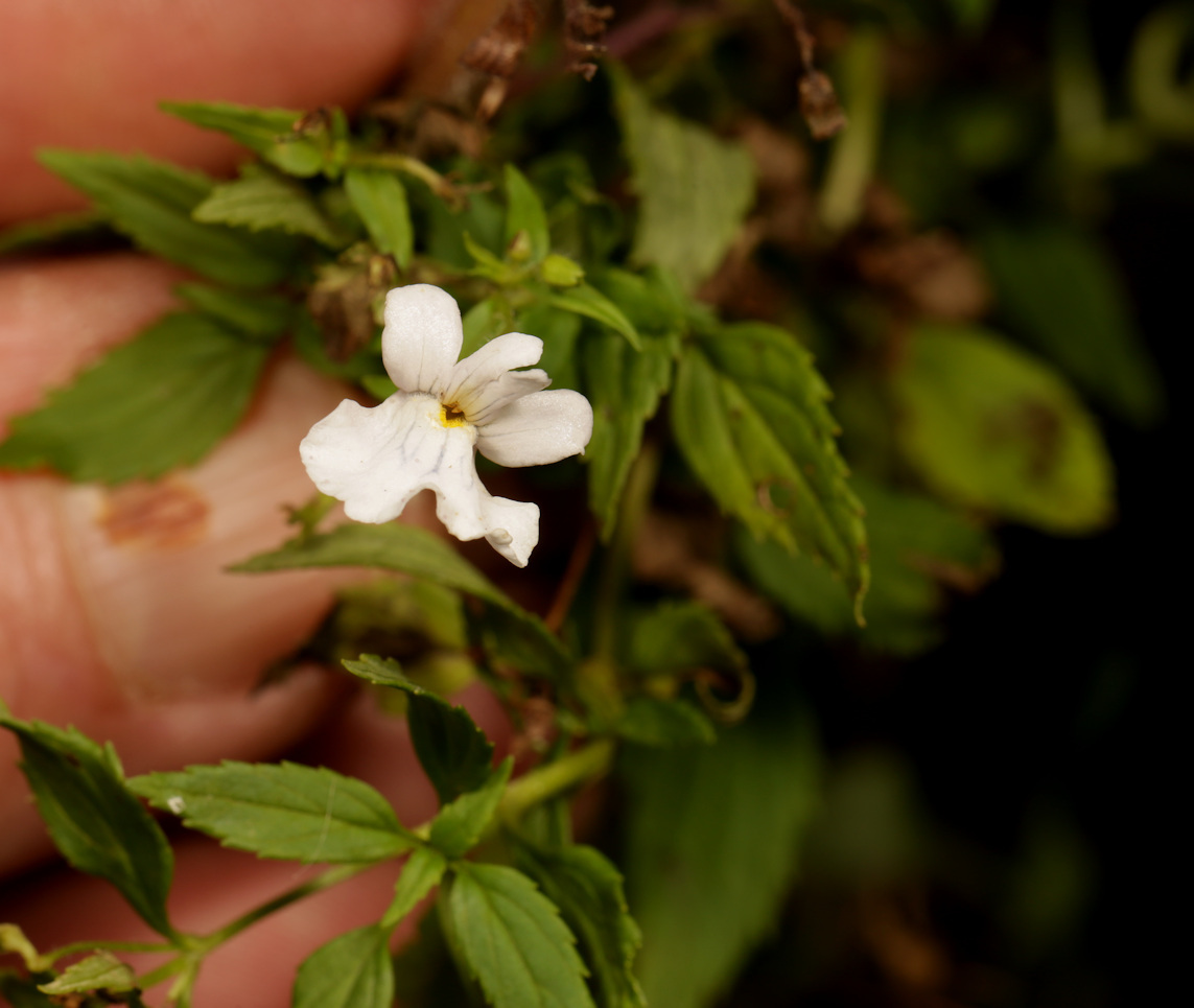Nemesia albiflora