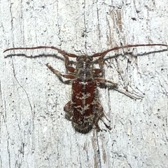 Eupogonius tomentosus