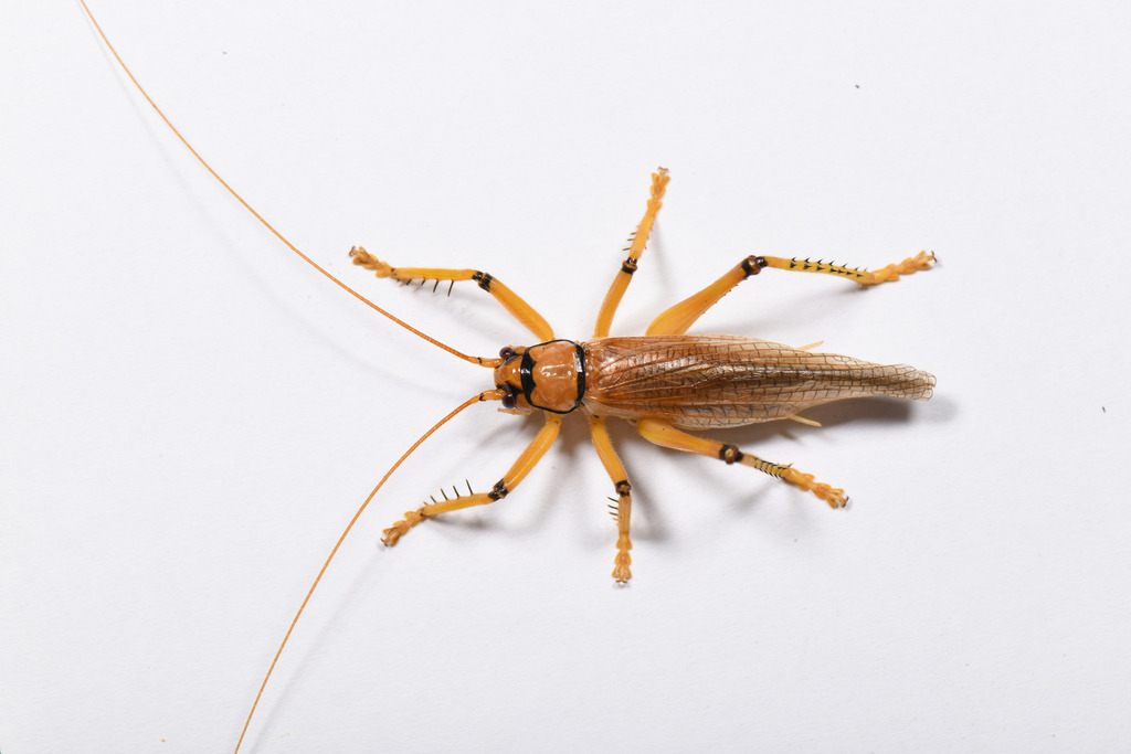 Dracogryllacris