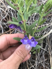 Scutellaria brittonii