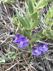 Scutellaria brittonii