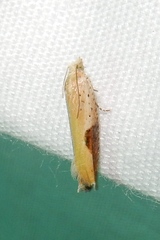 Pseudexentera costomaculana