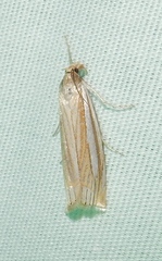 Crambus laqueatellus