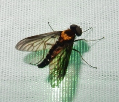 Chrysopilus thoracicus