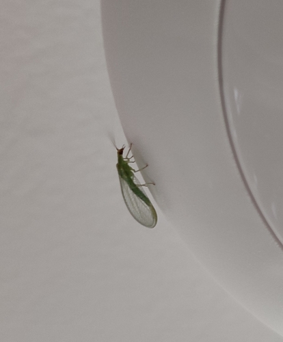 Common green lacewing photo 6