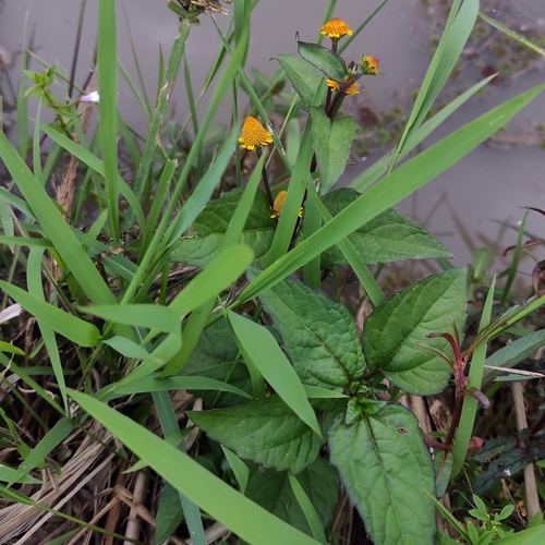 Acmella paniculata