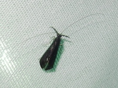 Mystacides sepulchralis