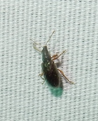 Phyllobius oblongus