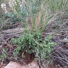 Pimpinella tragium