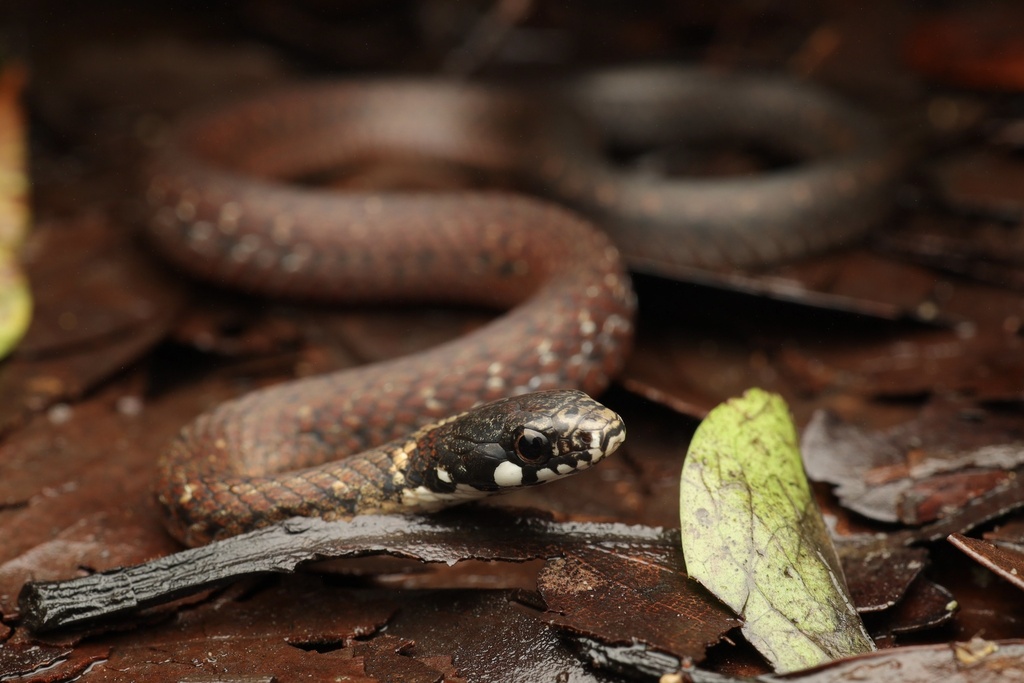 Mountain Keelback