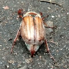Melolontha