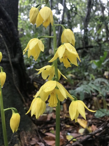 Image of Calanthe striata by no rights reserved