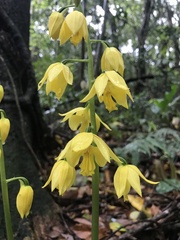 Calanthe striata, photograph author not stated, no rights reserved
