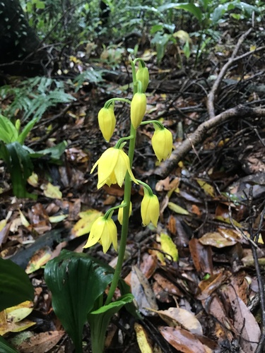 Image of Calanthe striata by no rights reserved