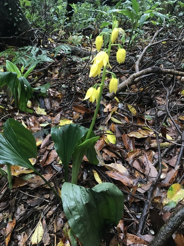 Image of Calanthe striata by no rights reserved