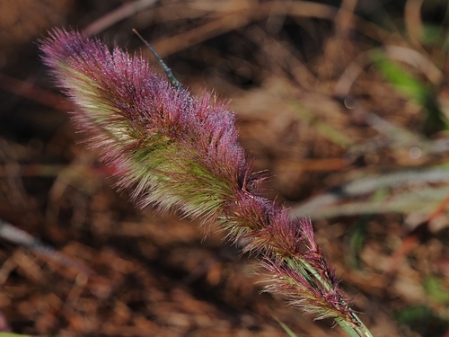 Hare's foot grass (Eragrostis leporina)