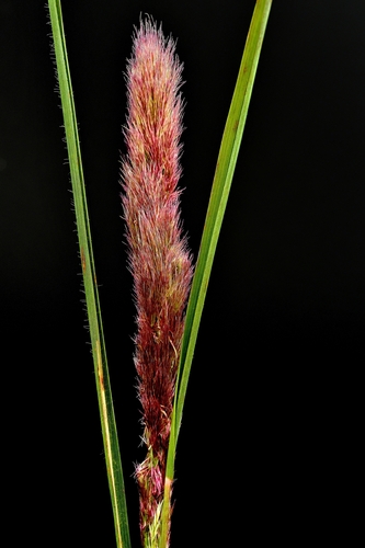 Image of Eragrostis leporina by (c) Roland Muench, some rights reserved (CC BY)