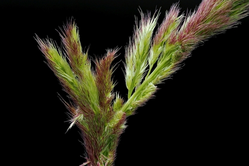 Image of Eragrostis leporina by (c) Roland Muench, some rights reserved (CC BY)