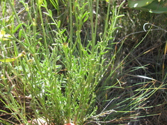 Astragalus eremiticus