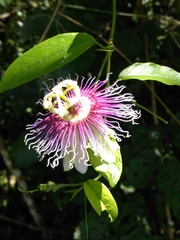 Image of Passiflora serratifolia