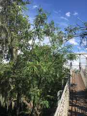 Leucaena pulverulenta