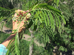 Leucaena pulverulenta